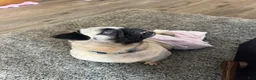 Pug dogs for sale: Peppercorn - Ad 9