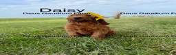 Irish Doodle dogs for sale: Daisy - Ad 4