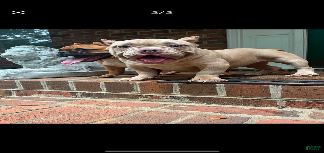 Gallery Image {{count}}