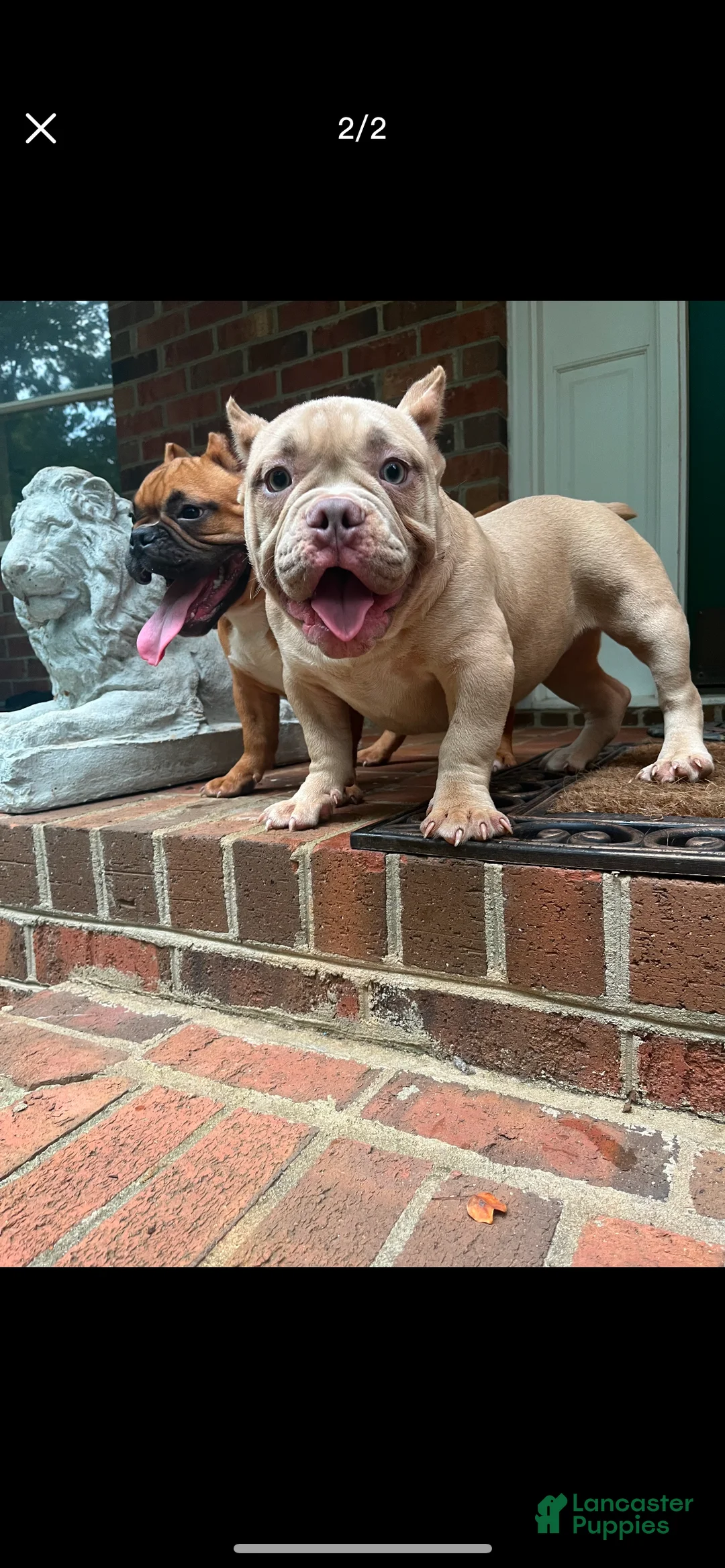 Gallery Image {{count}}