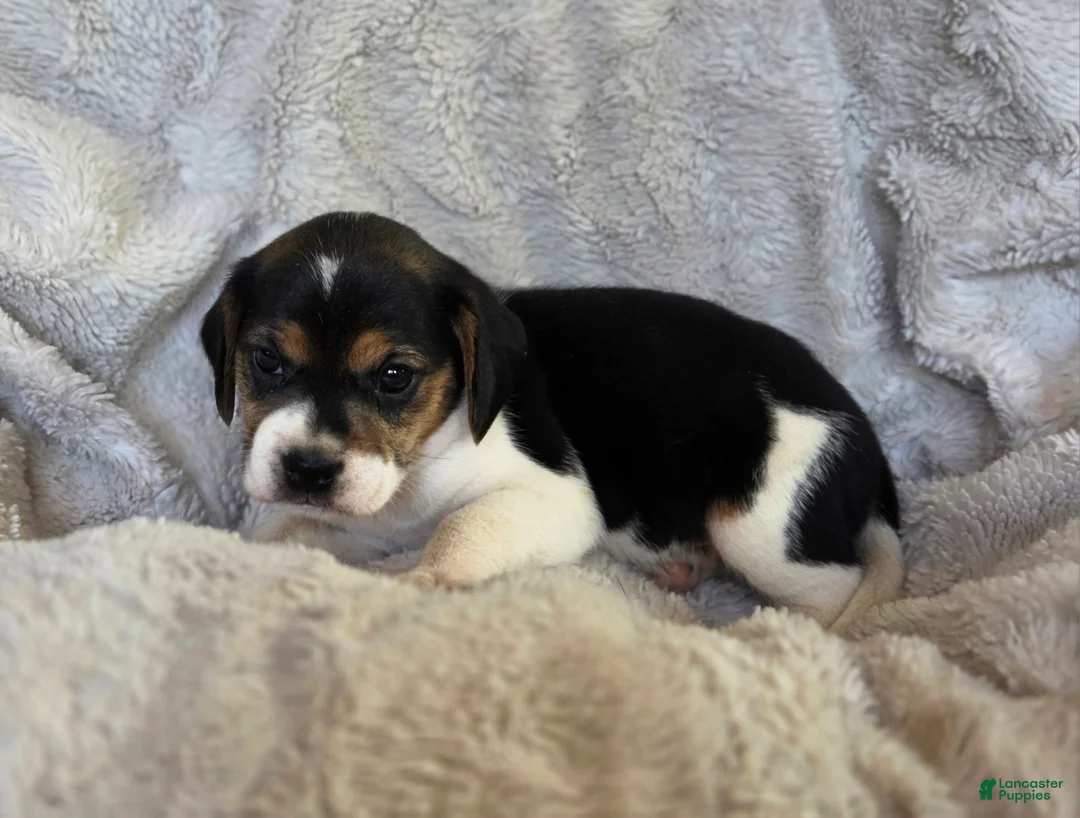 Puggle dogs for sale: Daisy - Ad 2