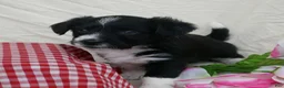 Corgipoo dogs for sale: Mint - Ad 6