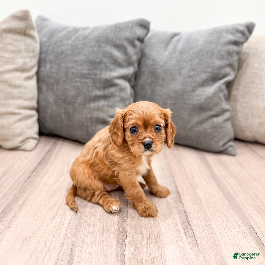 Cavapoo dogs for sale: Destiney - Ad 2