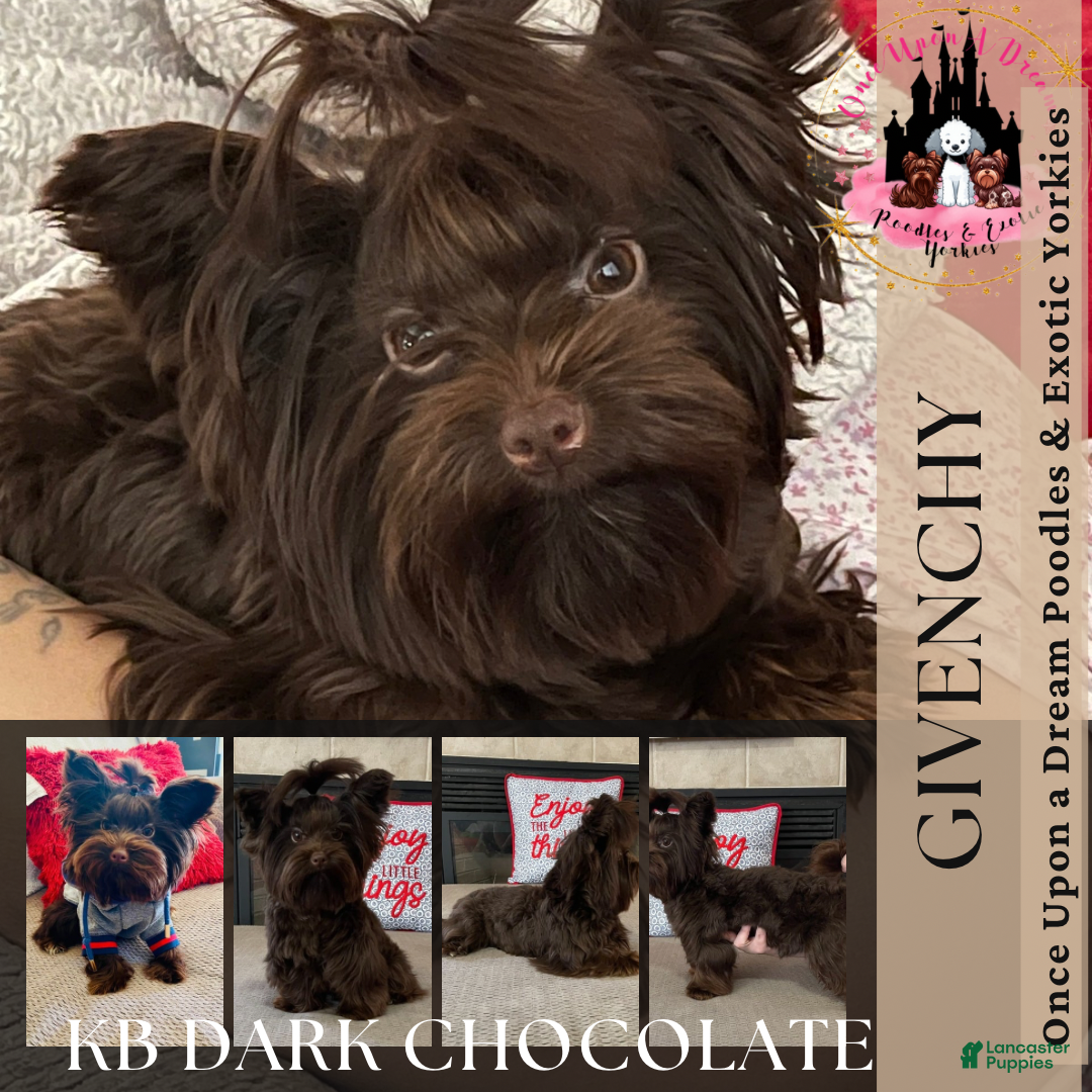 Yorkshire Terrier dogs for sale: KB Chocolate Yorkie - Ad 10