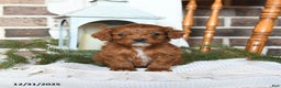 Cavapoo dogs for sale: Sierra - Ad 2