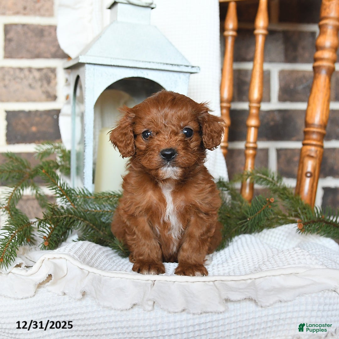 Cavapoo dogs for sale: Sierra - Ad 2