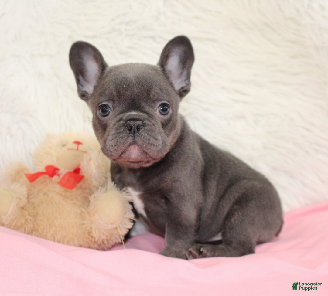 Mixed Breed dogs for sale: Teddy - Ad 6