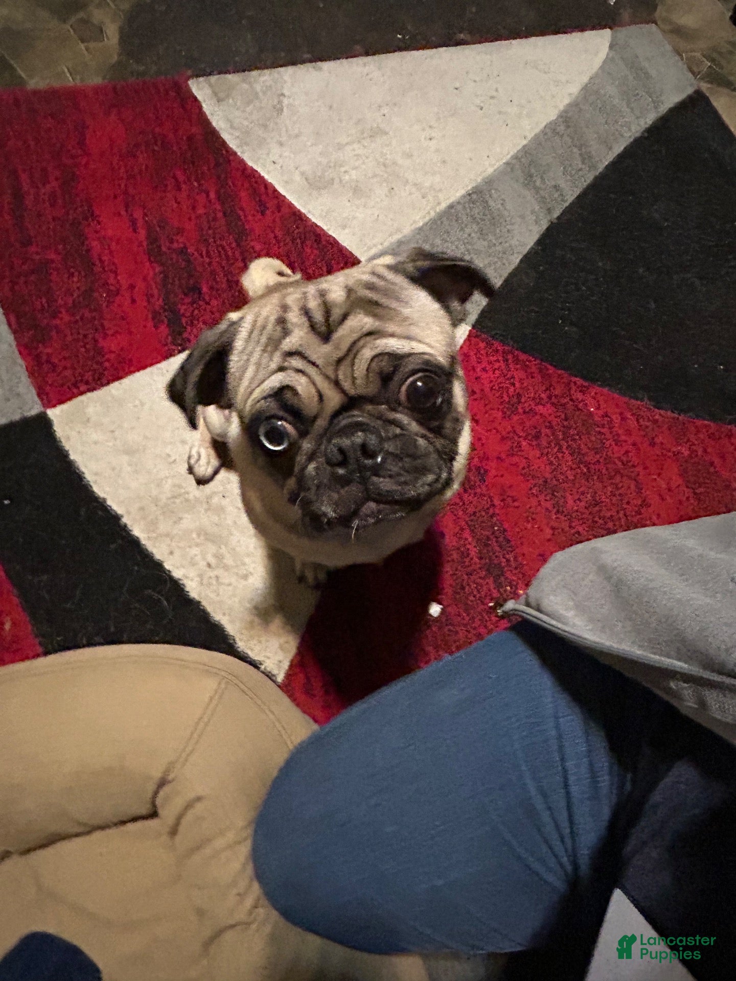 Pug dogs Pug 1 - Ad 38