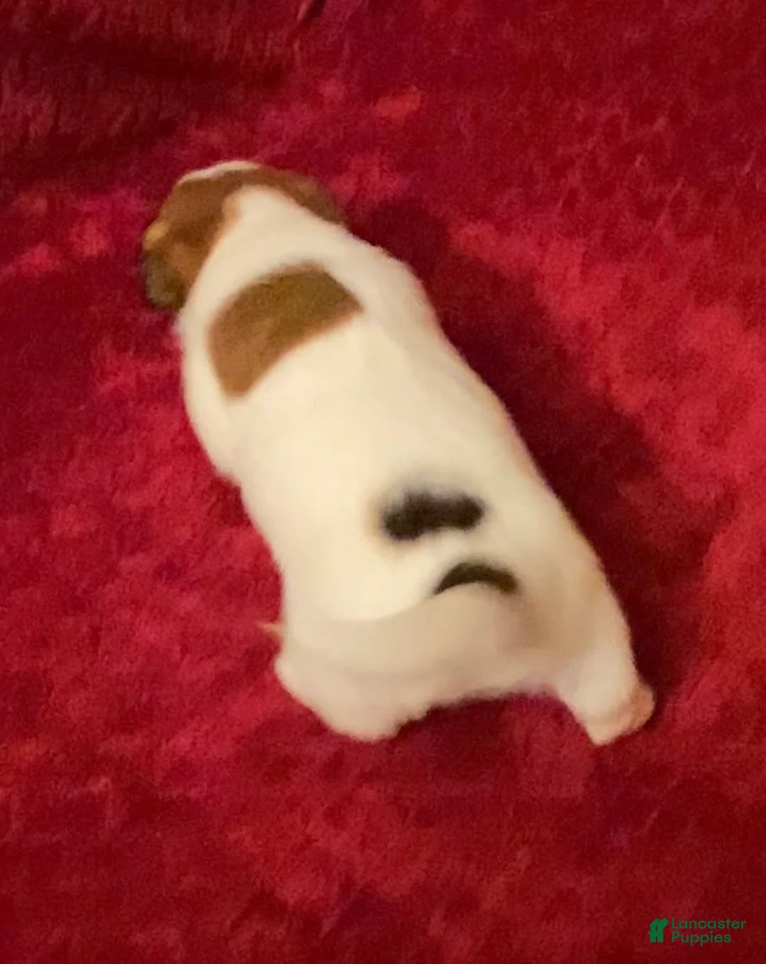 Jack Russell Terrier dogs for sale: Jack Russell Terrier Puppy 1 - Ad 6