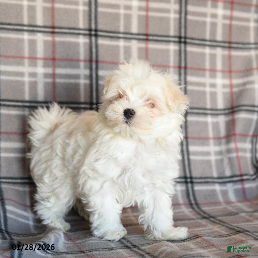 Maltese dogs Sasha - Ad 12