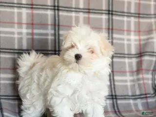 Maltese dogs Sasha - Ad 12