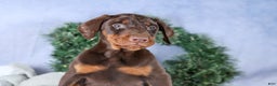 Doberman Pinscher dogs for sale: TYSON - Ad 7