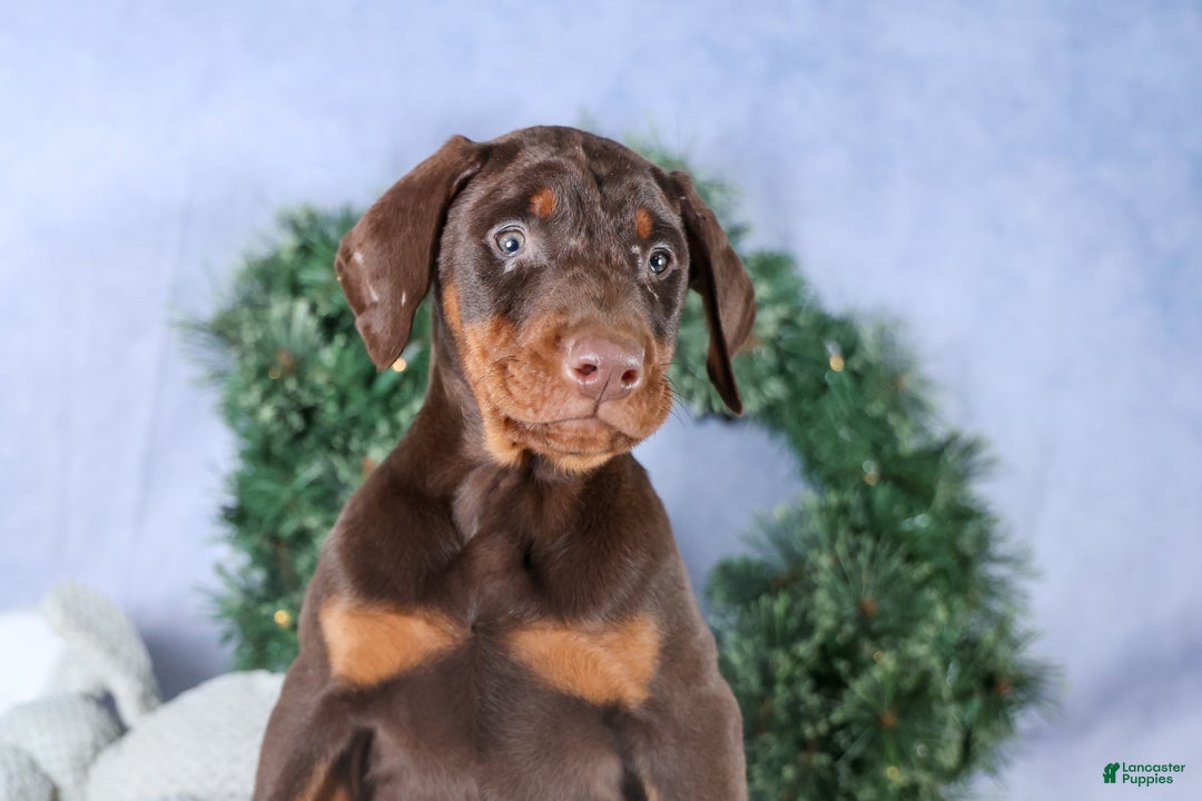 Doberman Pinscher dogs for sale: TYSON - Ad 7