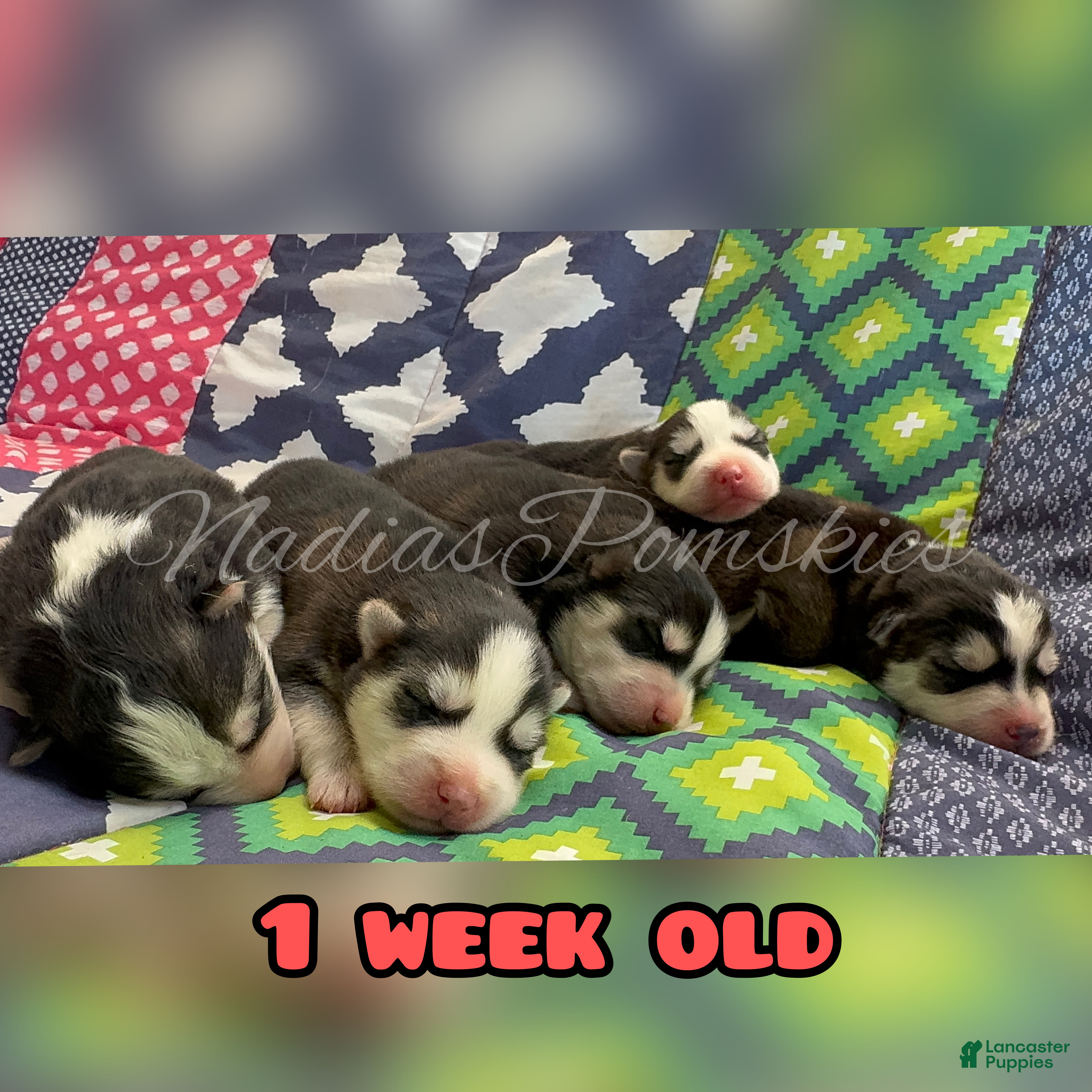 Pomsky dogs Pomsky 2 Boy - Ad 1