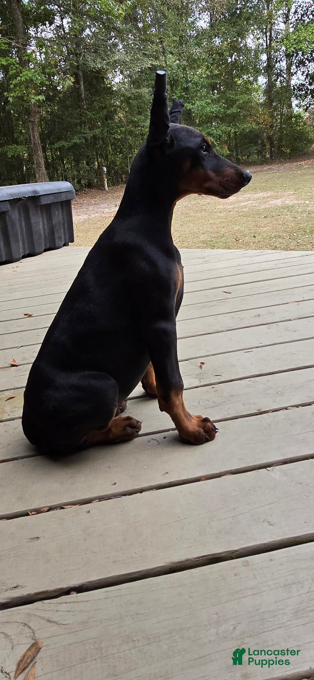 Doberman Pinscher dogs for sale: Athena - Ad 1