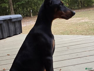Doberman Pinscher dogs Athena - Ad 12