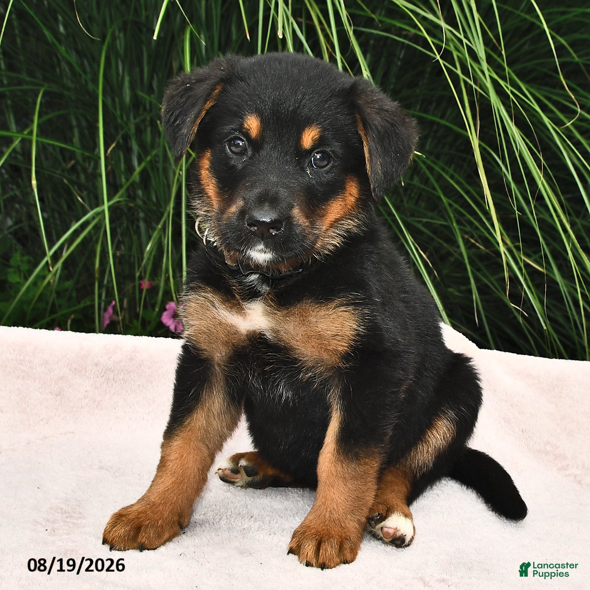 Mixed Breed dogs Rosamund - Ad 1