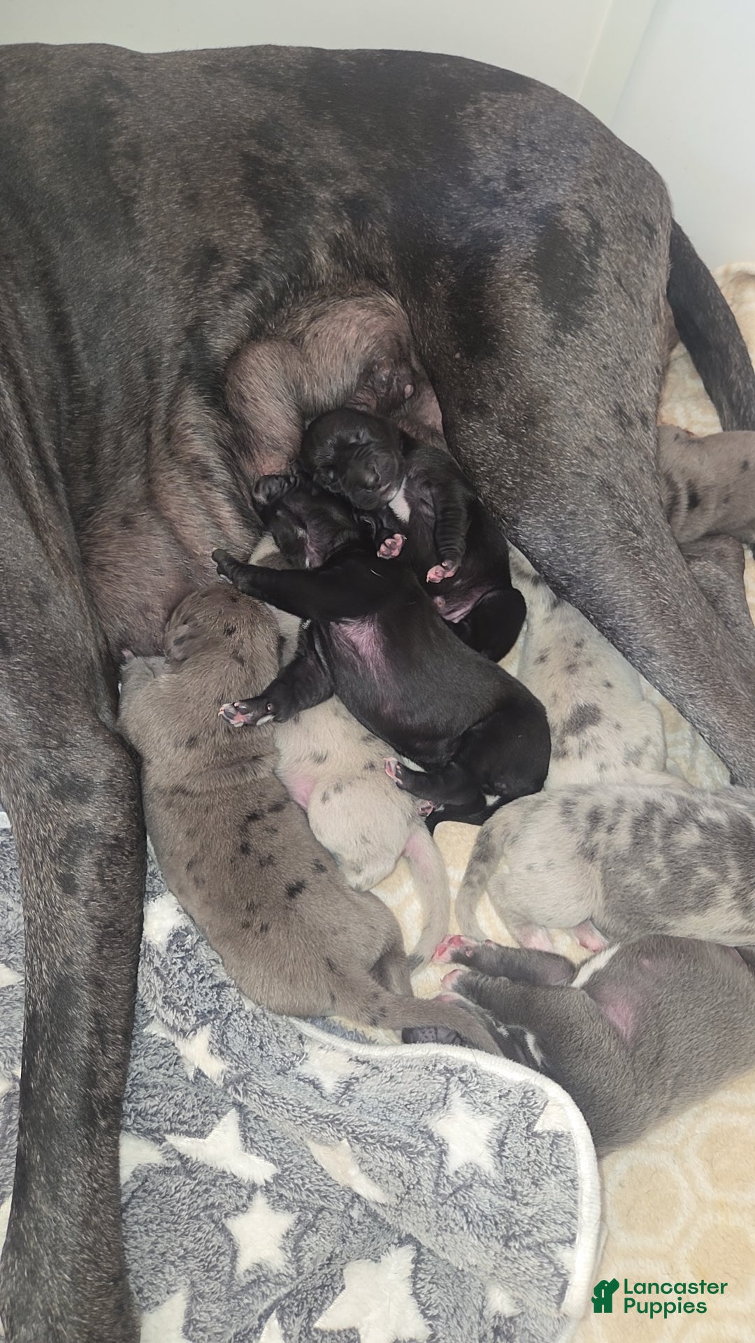 Mixed Breed dogs Mixed Breed Puppy 9 - Ad 2