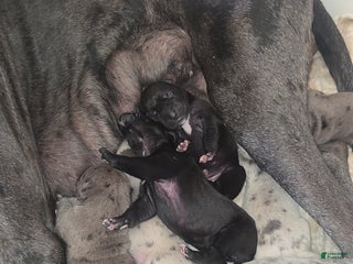 Mixed Breed dogs Mixed Breed Puppy 9 - Ad 17