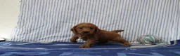 Mini Goldendoodle dogs for sale: Max - Ad 4