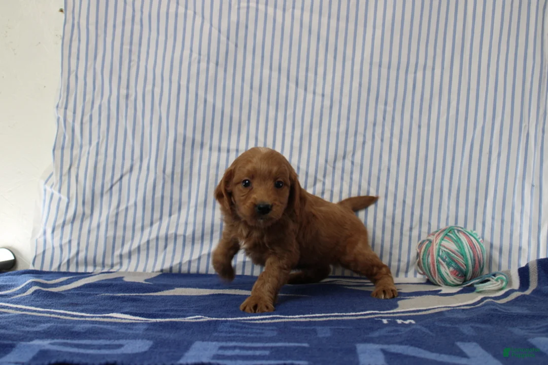 Mini Goldendoodle dogs for sale: Max - Ad 4