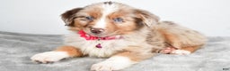 Miniature Australian Shepherd dogs for sale: June - Ad 3