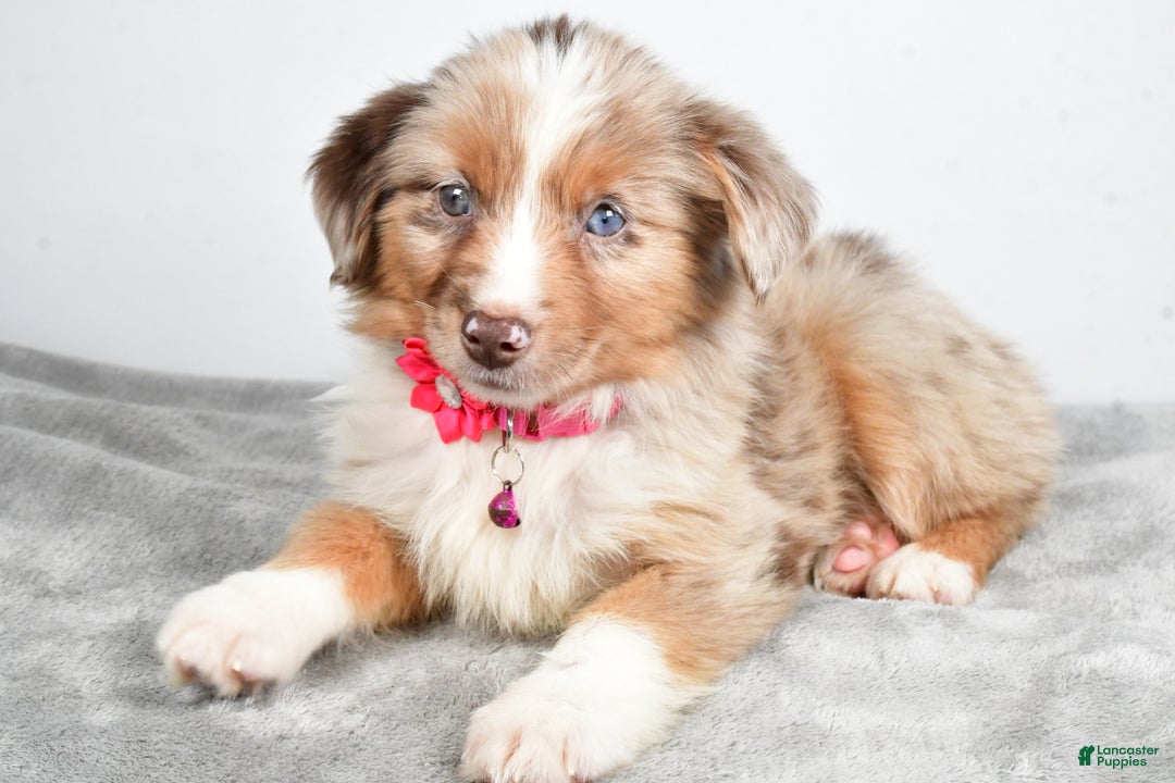 Miniature Australian Shepherd dogs for sale: June - Ad 3