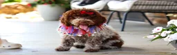 Lagotto Romagnolo dogs for sale: Layla - Ad 3