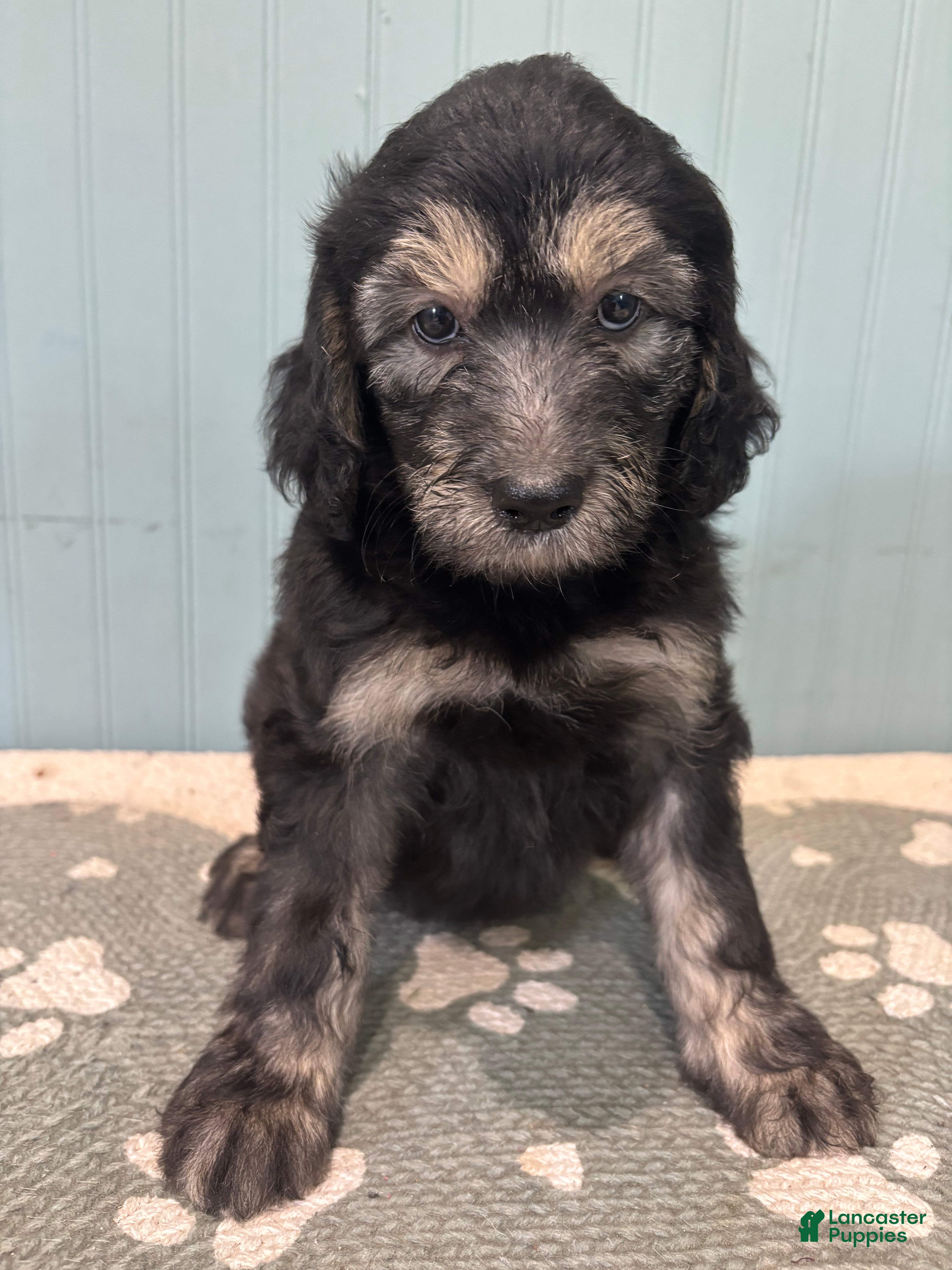Aussiedoodle dogs June  - Ad 32