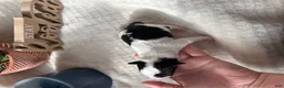 Wire Fox Terrier dogs for sale: Wire Fox Terrier 9 - Ad 3