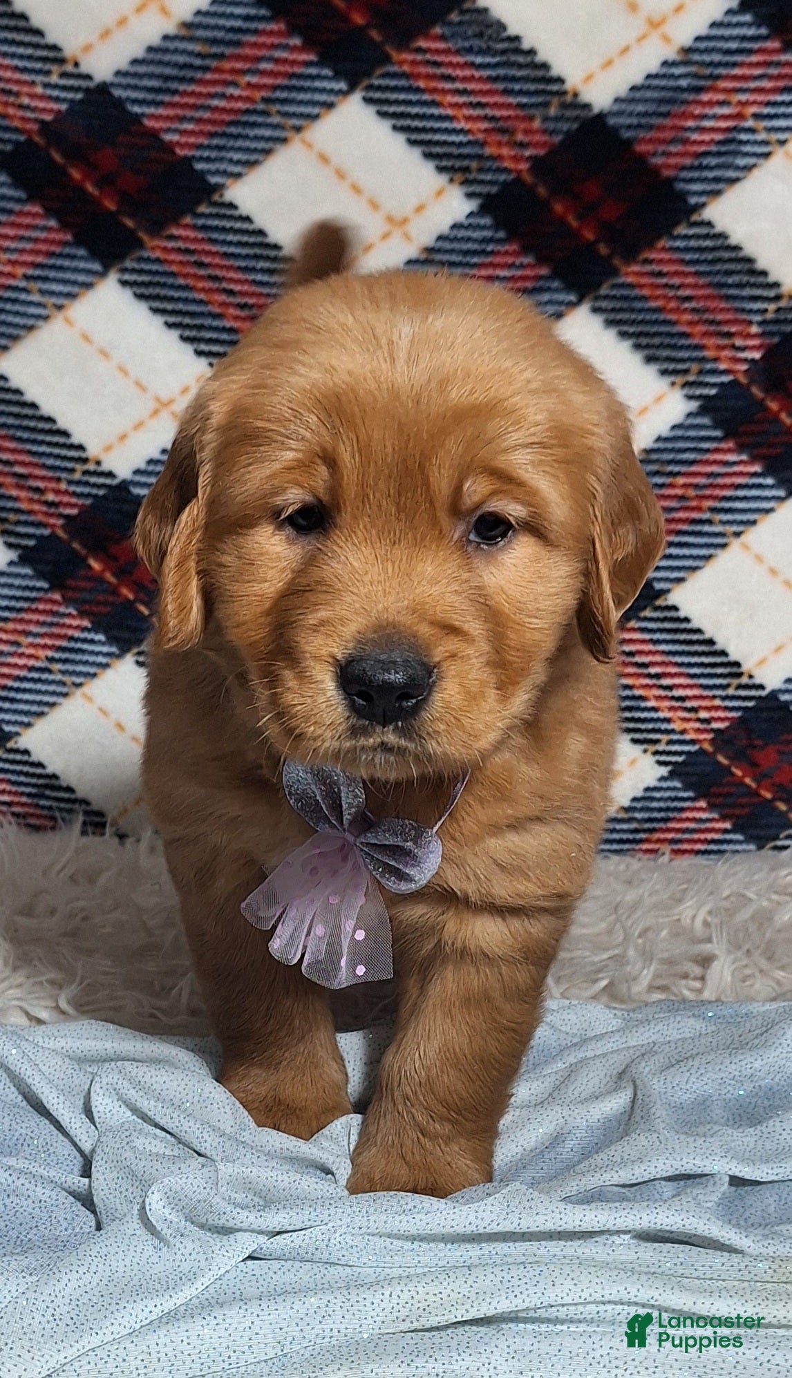 Golden Retriever dogs Anna - Ad 33