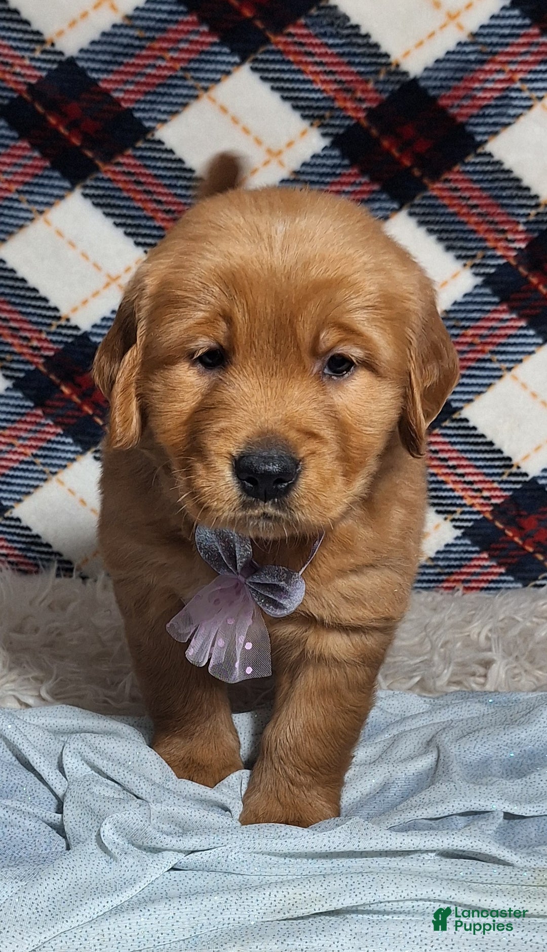 Golden Retriever dogs for sale: Anna - Ad 1