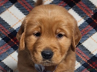 Golden Retriever dogs Anna - Ad 33