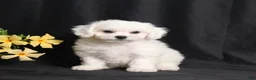 Bichon Frise dogs for sale: Lars - Ad 1