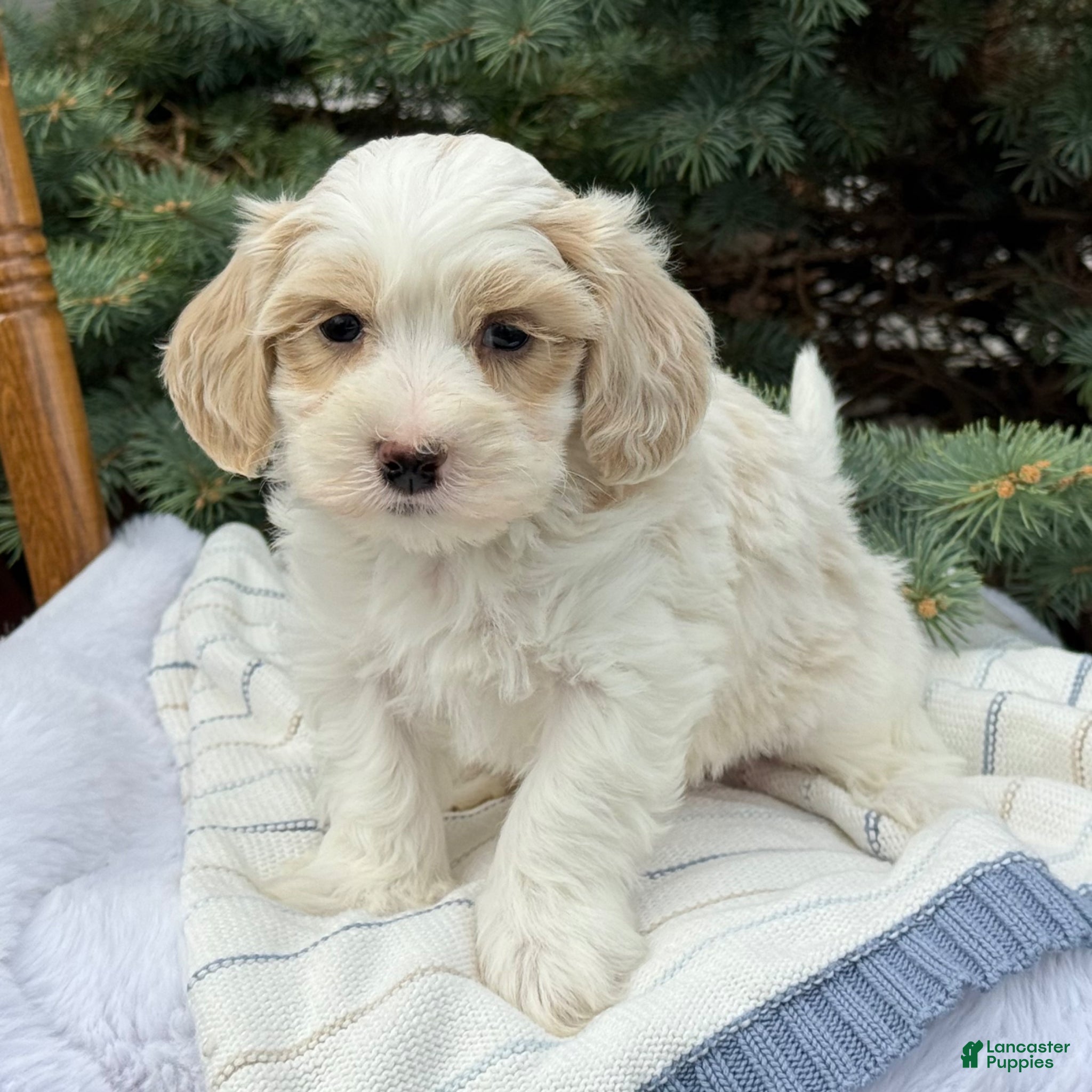 Maltipoo dogs Pip - Ad 1