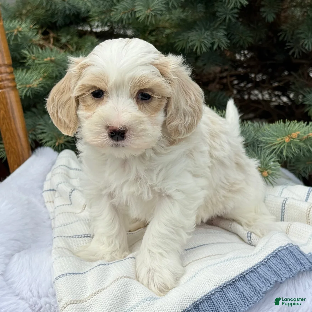 Maltipoo dogs for sale: Pip - Ad 1