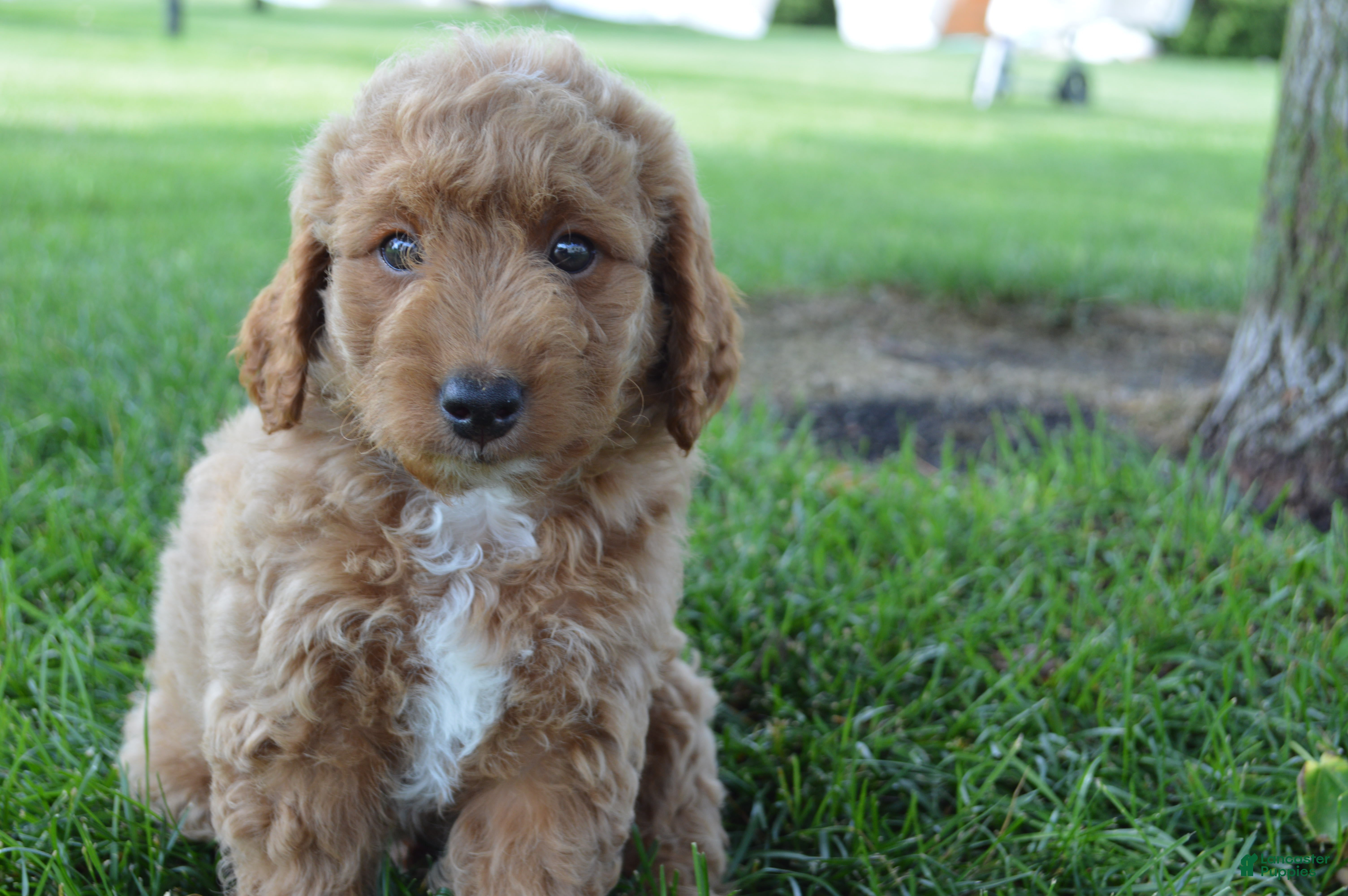 Mini Goldendoodle dogs Remmy - Ad 2