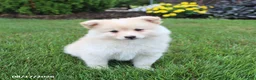 Pomsky dogs for sale: Sunny  - Ad 4