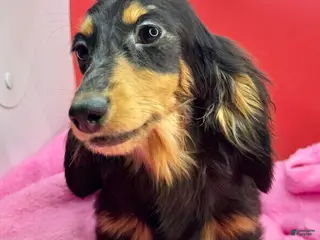 Miniature Dachshund dogs Ch imports - Ad 2