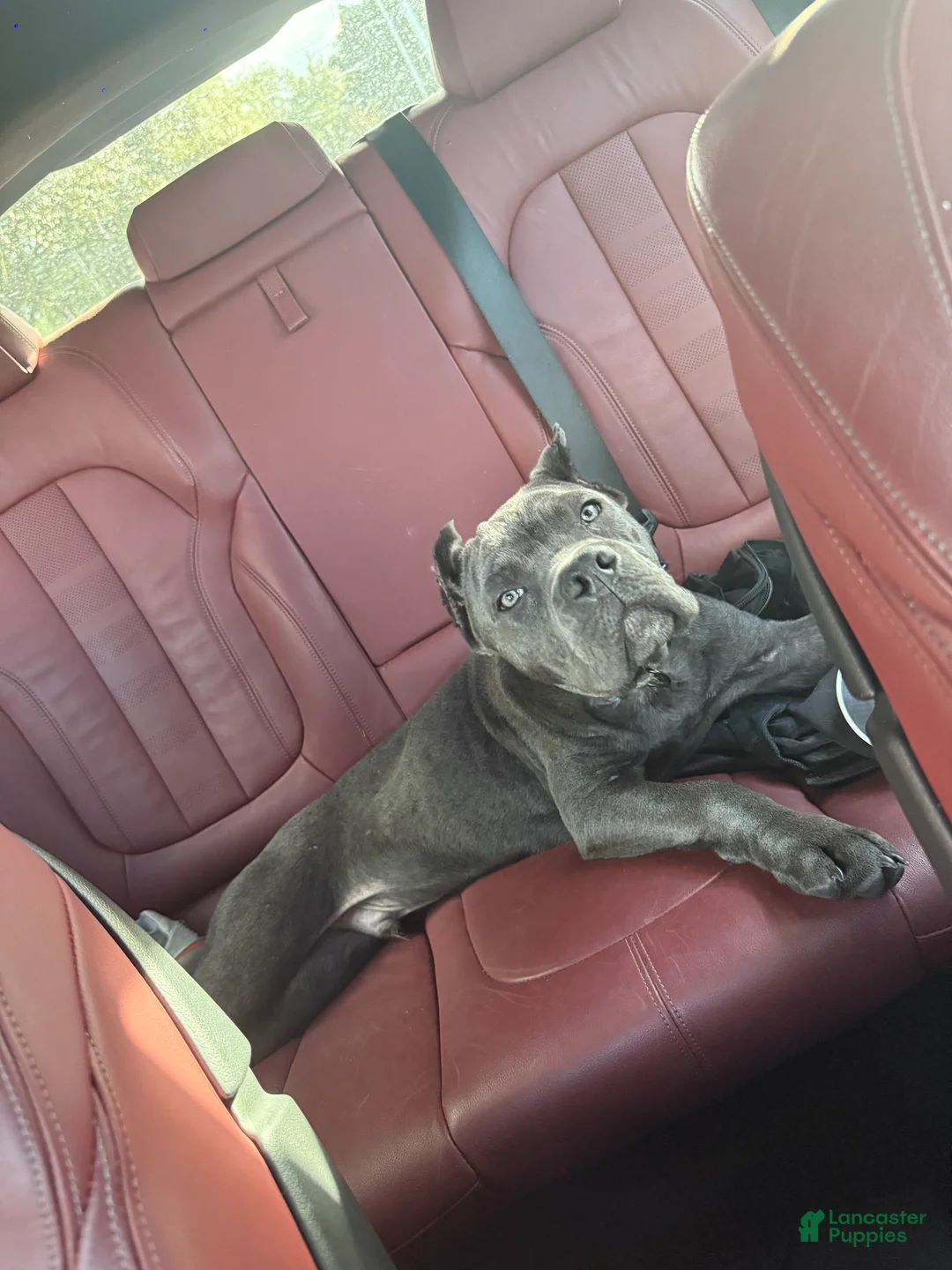 Cane Corso dogs for sale: Cane Corso Puppy 1 - Ad 4