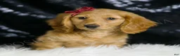 Miniature Dachshund dogs for sale: Izzy AKC  - Ad 4