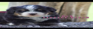 Bernese Mountain Dog Female 1