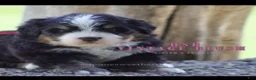 Bernese Mountain Dog dogs for sale: Bernese Mountain Dog Female 1 - Ad 1
