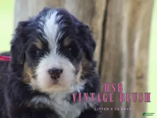 Bernese Mountain Dog dogs Bernese Mountain Dog Female 1 - Ad 27
