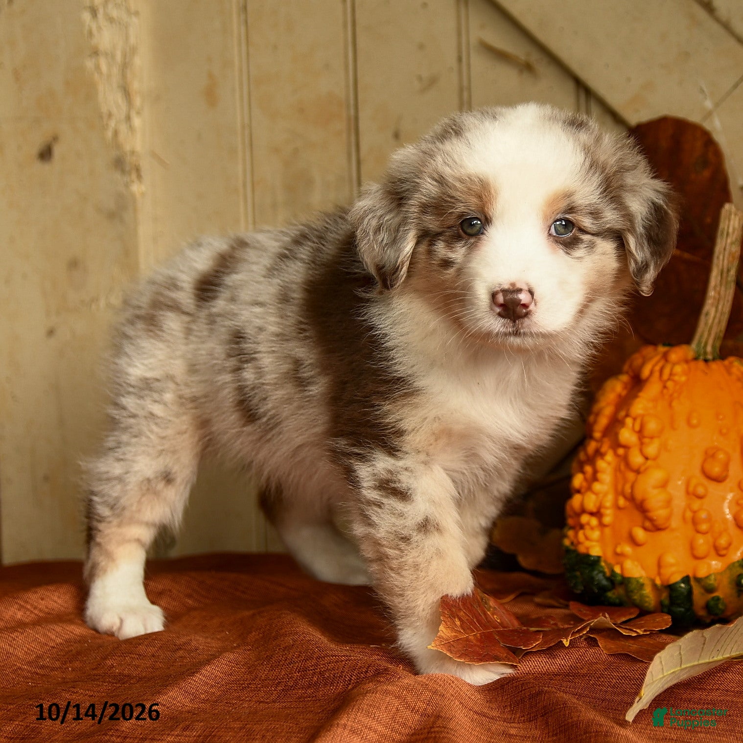 Australian Shepherd dogs for sale: Chestnut - Ad 2
