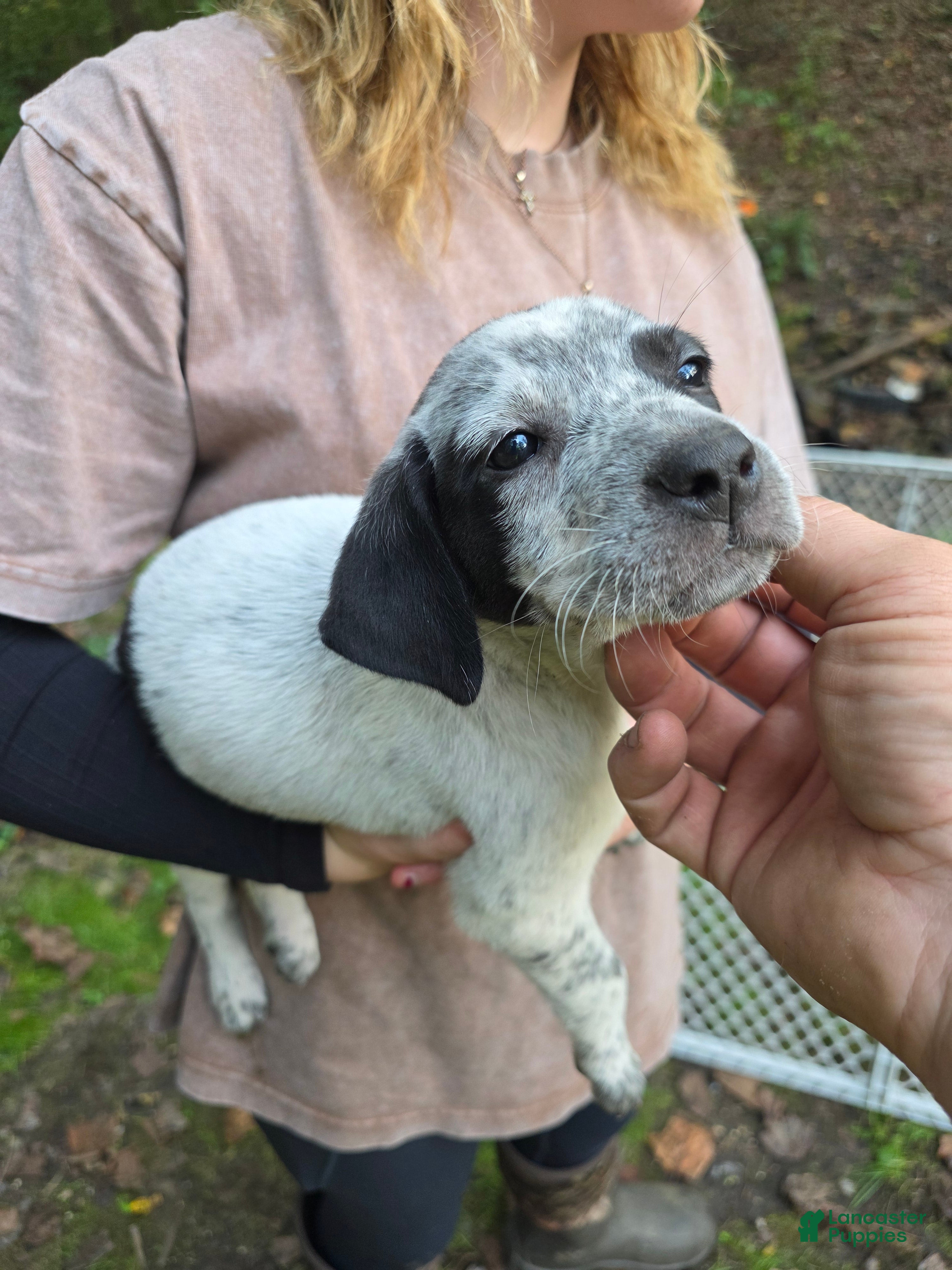 Mixed Breed dogs Mixed Breed 1 - Ad 32