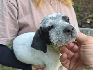 Mixed Breed dogs Mixed Breed 1 - Ad 31