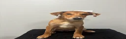 Mixed Breed dogs for sale: Mixed Breed Puppy 9 - Ad 3