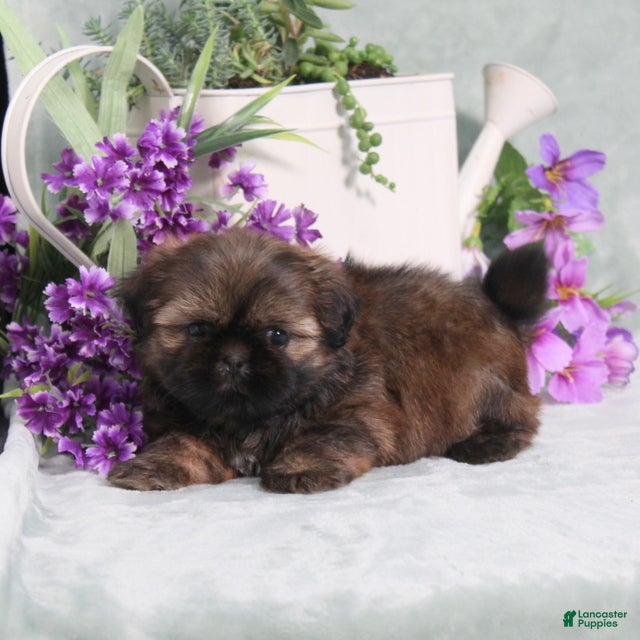 Shih Tzu dogs Pollyanna - Ad 2