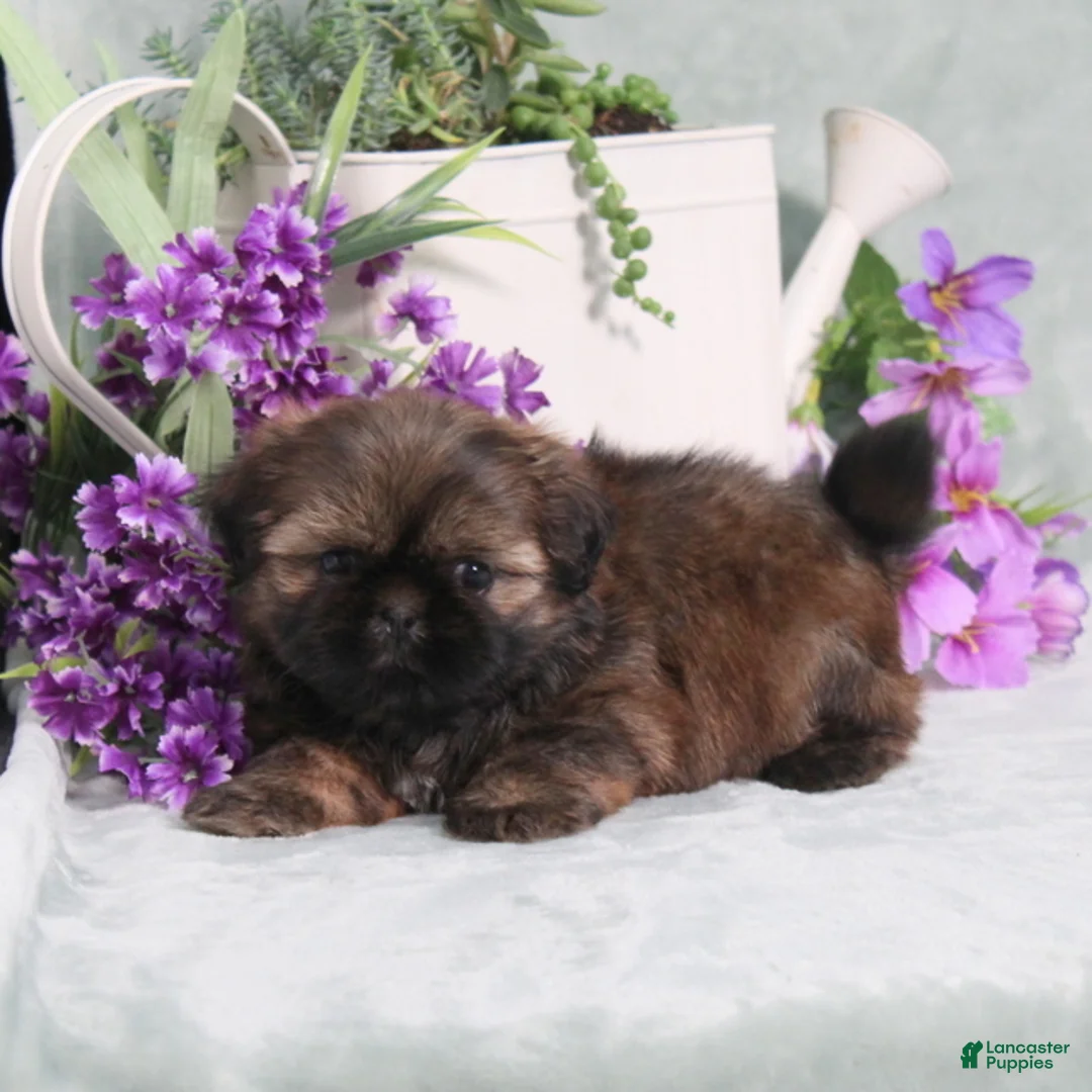 Shih Tzu dogs for sale: Pollyanna - Ad 2